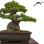 What Is The Bonsai?